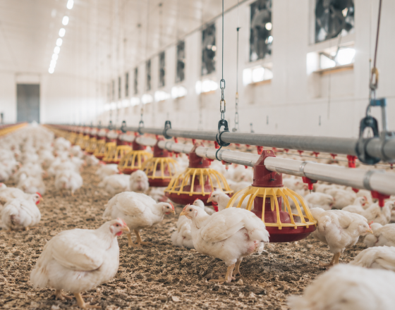 poultry 4